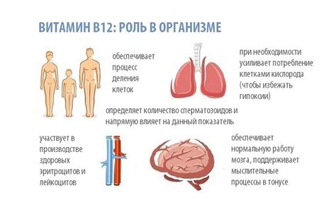 Роль витамина В12 в мужском организме