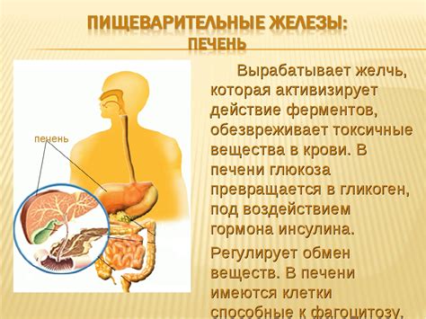 Роль внутриклеточного пищеварения в организме