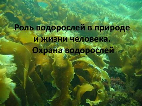 Роль водорослей в питании: