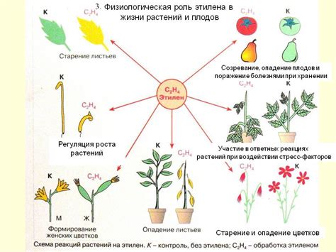 Роль вставочного роста в жизни растений