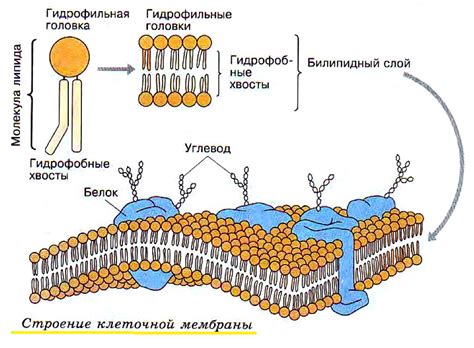 Роль в клеточной структуре