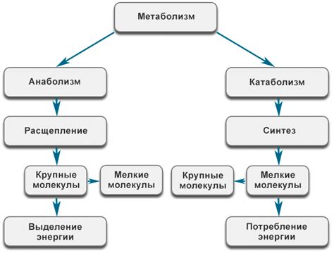 Роль в обмене веществ и энергии