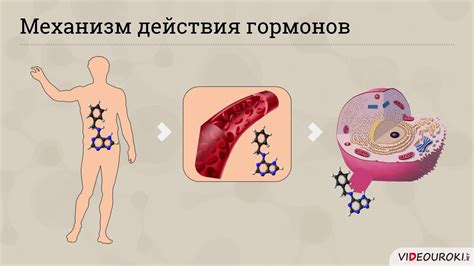 Роль в развитии организма