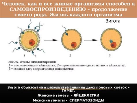 Роль гаплоидной яйцеклетки в формировании рода