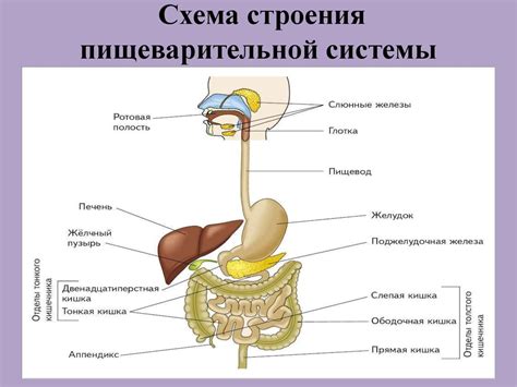 Роль гастральной полости для пищеварения