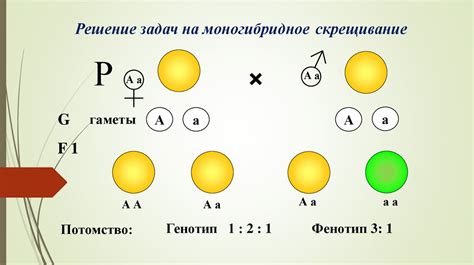 Роль генетики в наследовании признаков по полу