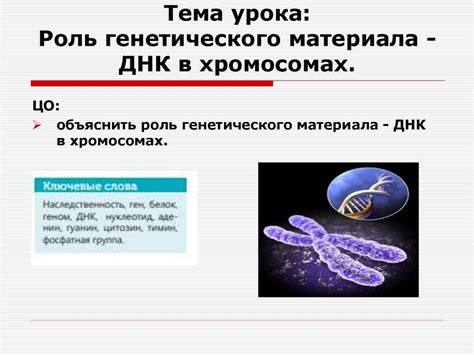 Роль генетического наследия в организме человека