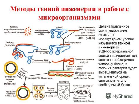 Роль генной инженерии в создании препарата