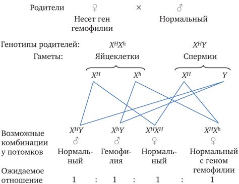 Роль генов сцепленных с полом в наследовании