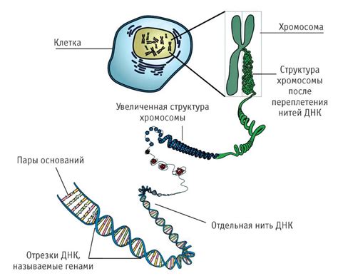 Роль геномной ДНК в процессе формирования организма человека