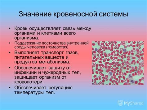 Роль гепатопетального кровотока у женщин