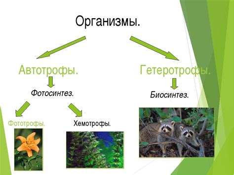 Роль гетеротрофов в экосистеме