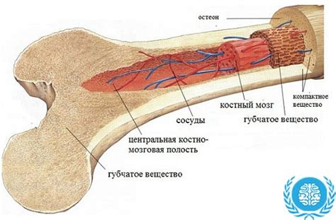 Роль гипоклеточного костного мозга для организма