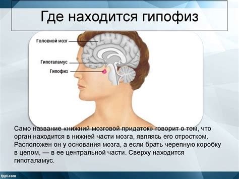 Роль гипоталамуса в организме мужчины: