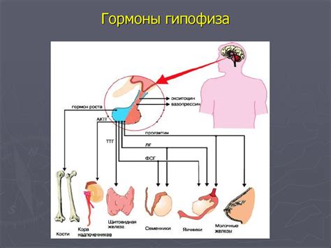 Роль гипофиза в организме