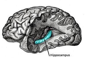 Роль гиппокампа в навигации и ориентации