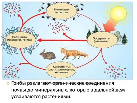 Роль гипса в циркуляции веществ в природе