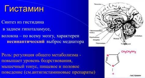 Роль гистамина в организме человека