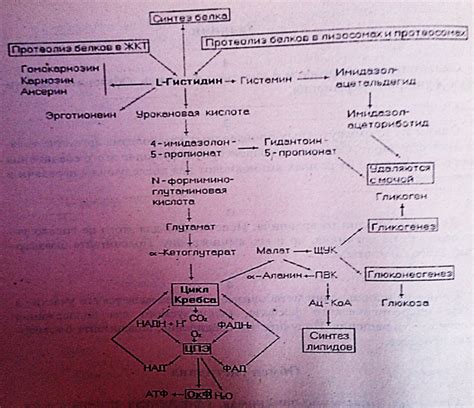 Роль гистидина в организме