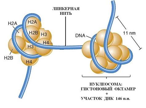 Роль гистонов в конденсации хроматина