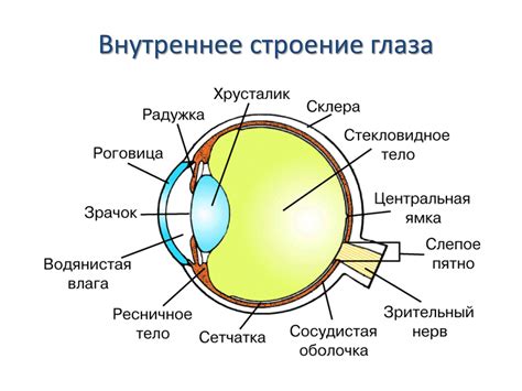 Роль глаз в выражении чувств