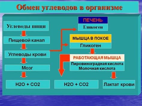 Роль гликогена в организме