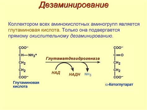 Роль глутаминовой кислоты в формировании иммунитета