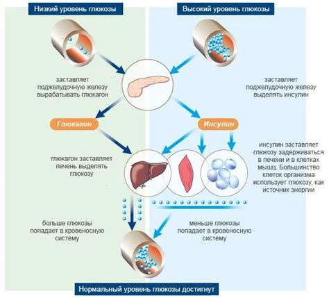 Роль глюкагона в регуляции уровня глюкозы в крови