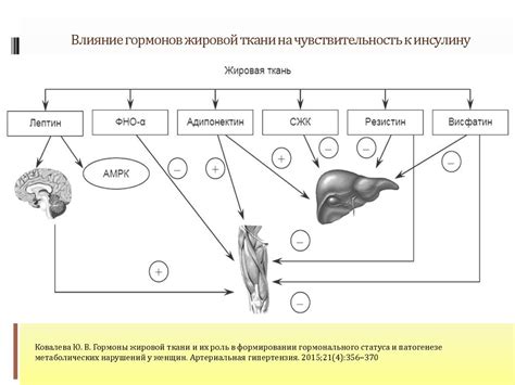 Роль гормонального фона в формировании стрессового живота