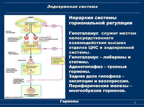 Роль гормональной системы в резорбтивности