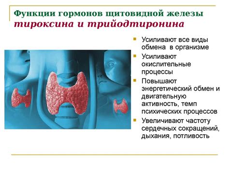 Роль гормона ФЛГ в развитии и функционировании щитовидной железы