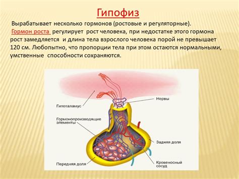 Роль гормонов в возникновении гипергликемии