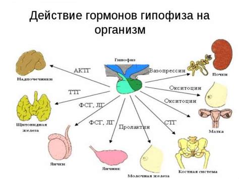 Роль гормонов в человеческом организме