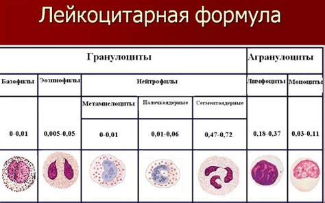 Роль гранулоцитов в крови у женщин