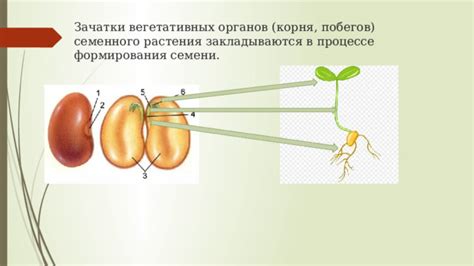 Роль гребней виноградных лоз в процессе формирования растения