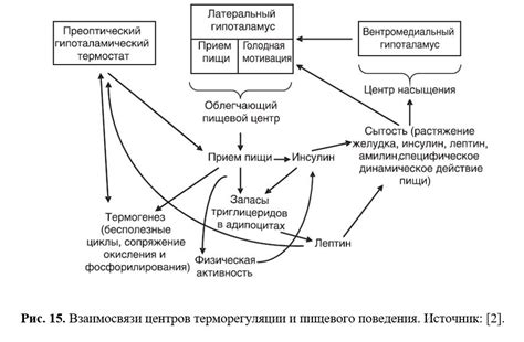 Роль грелина и лептина в организме человека