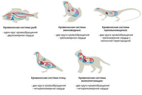 Роль дыхательной системы в постоянном зевании