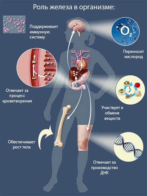 Роль железа в организме и его недостаток
