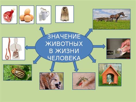 Роль животного в анализе содержания подсознания