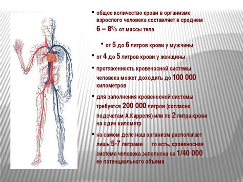 Роль жидкой крови в организме человека