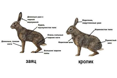 Роль зайца и кролика в сновидениях: символика и значение