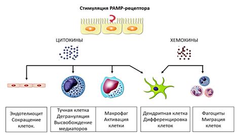 Роль иммунитета при локализации очага и его последствия