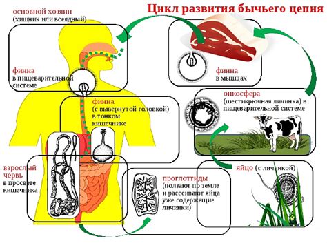 Роль инвазионной стадии в жизненном цикле паразита