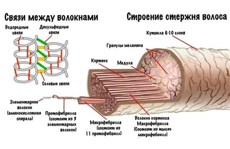 Роль и значение беспорядочных связей