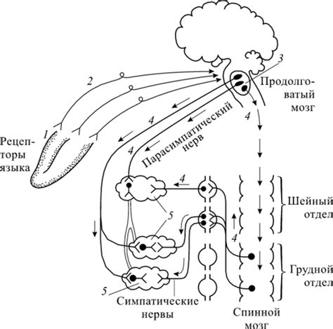 Роль и значение кислой слюны в организме человека