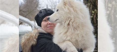 Роль и значимость замка при вязке собак