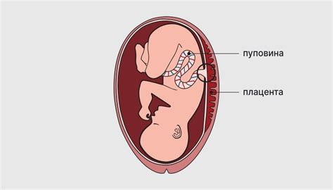 Роль и местоположение плаценты