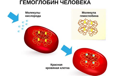 Роль и функции гликозилированного гемоглобина в организме