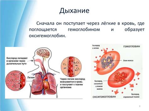 Роль кислорода в живых организмах: