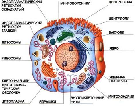 Роль клетки в организме человека